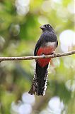 Blue-crowned Trogon